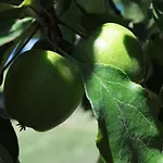 Osy Corropoli