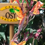 Apartment Osy