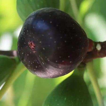 Osy Apartment Corropoli