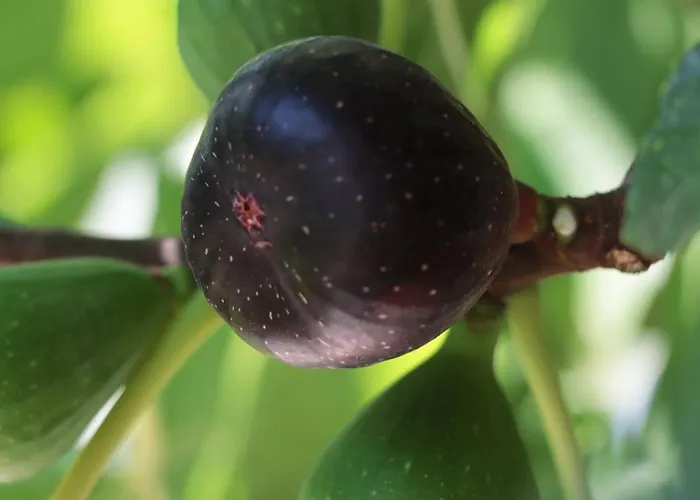 Osy Апартаменты Коррополи