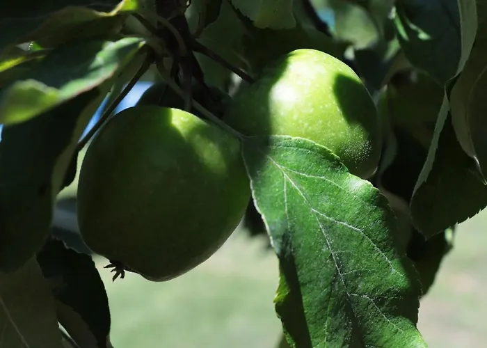 Osy Коррополи